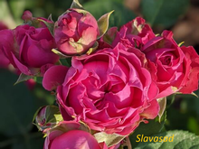 Classic Sensation (Классік Сенсейшн) (Мультифлора)